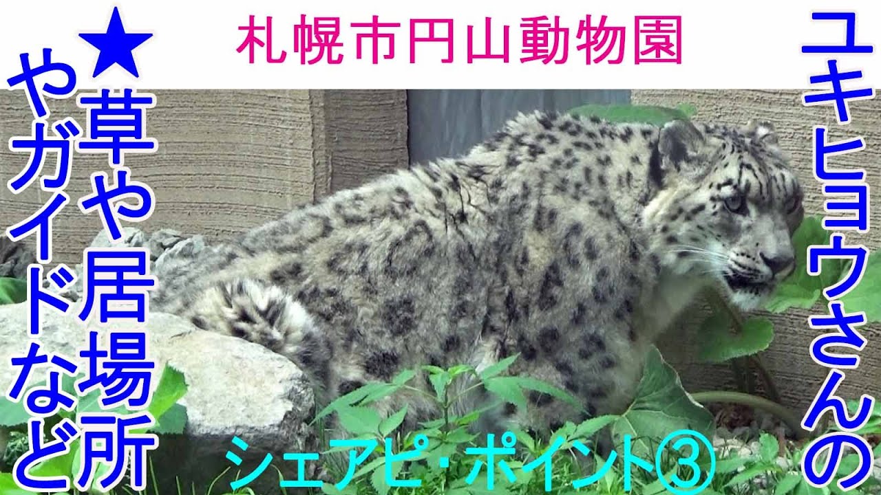 ユキヒョウさんのシェアピ・ポイント③★草や居場所やガイドなど★札幌市円山動物園★