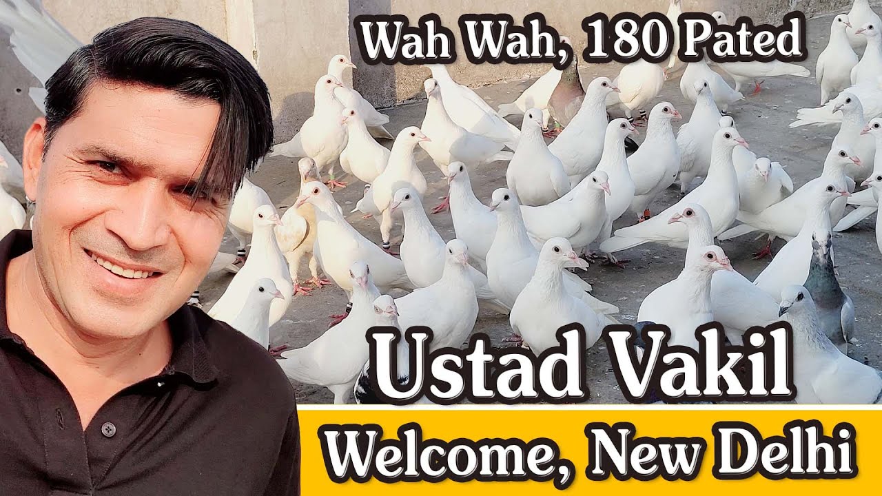 Ustad Vakil K 180 Safed Kabutar Ka Shok