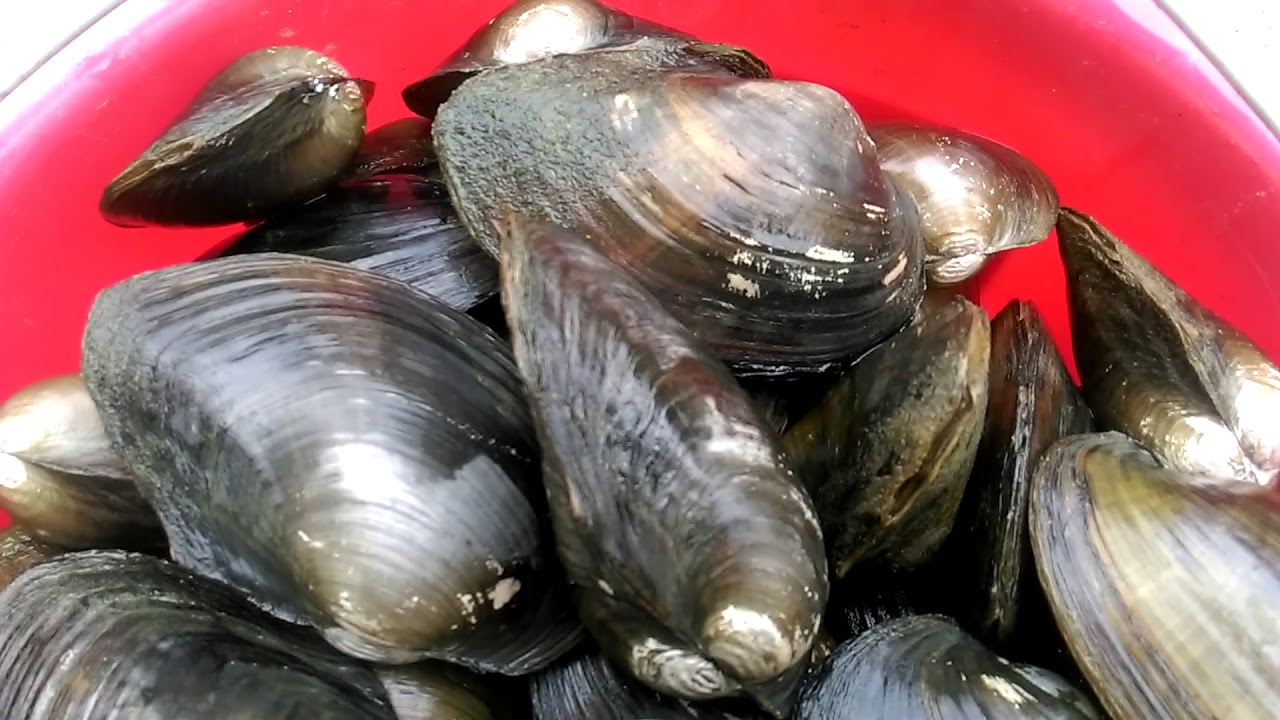田蚌 河蚌