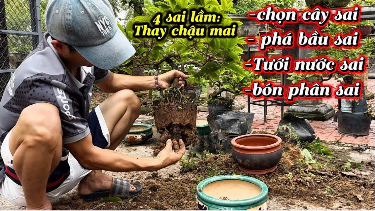 Sai lầm khi thay chậu mai bonsai nhiều người mắc phải 