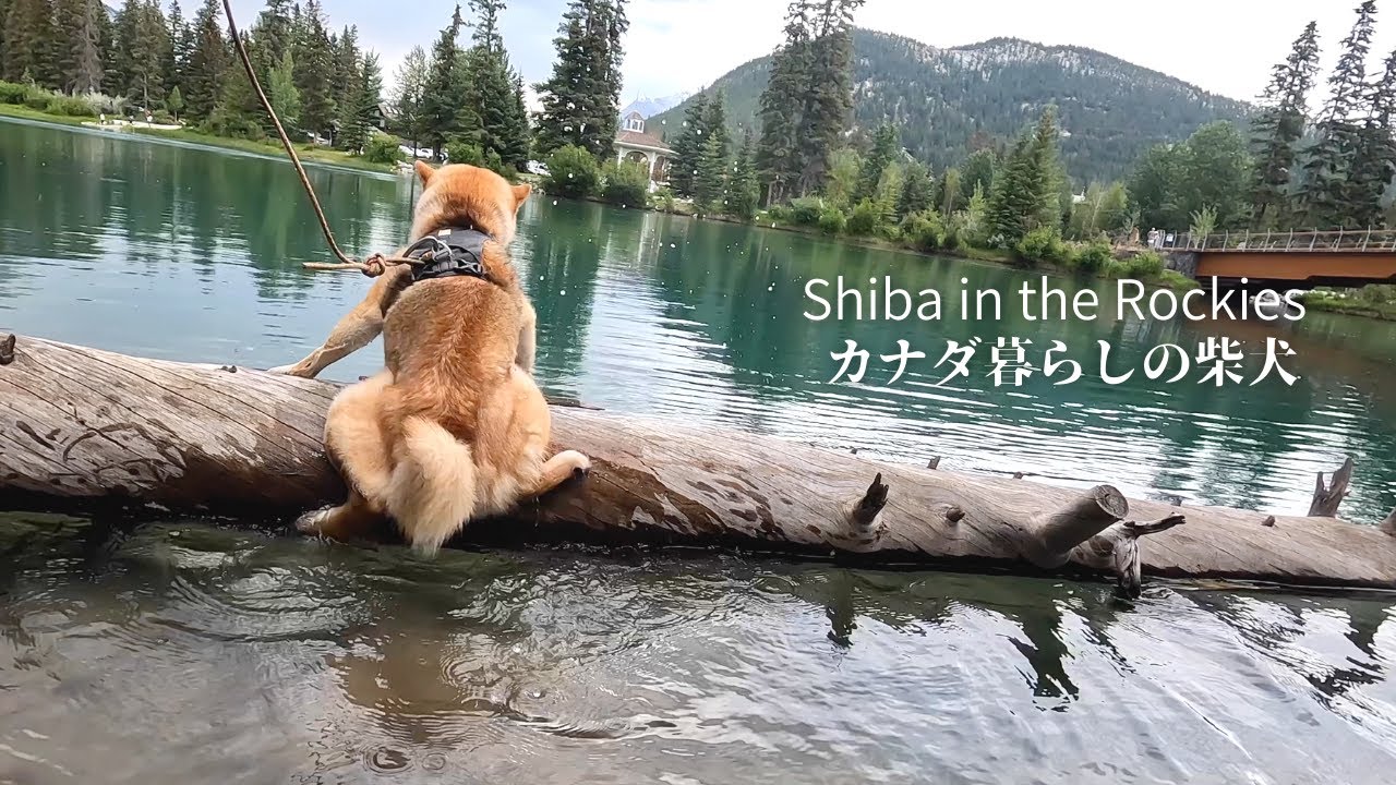 必死に流木によじ登ろうとした結果、体を張ったお笑い芸を習得してしまう柴犬ソラ【4K】