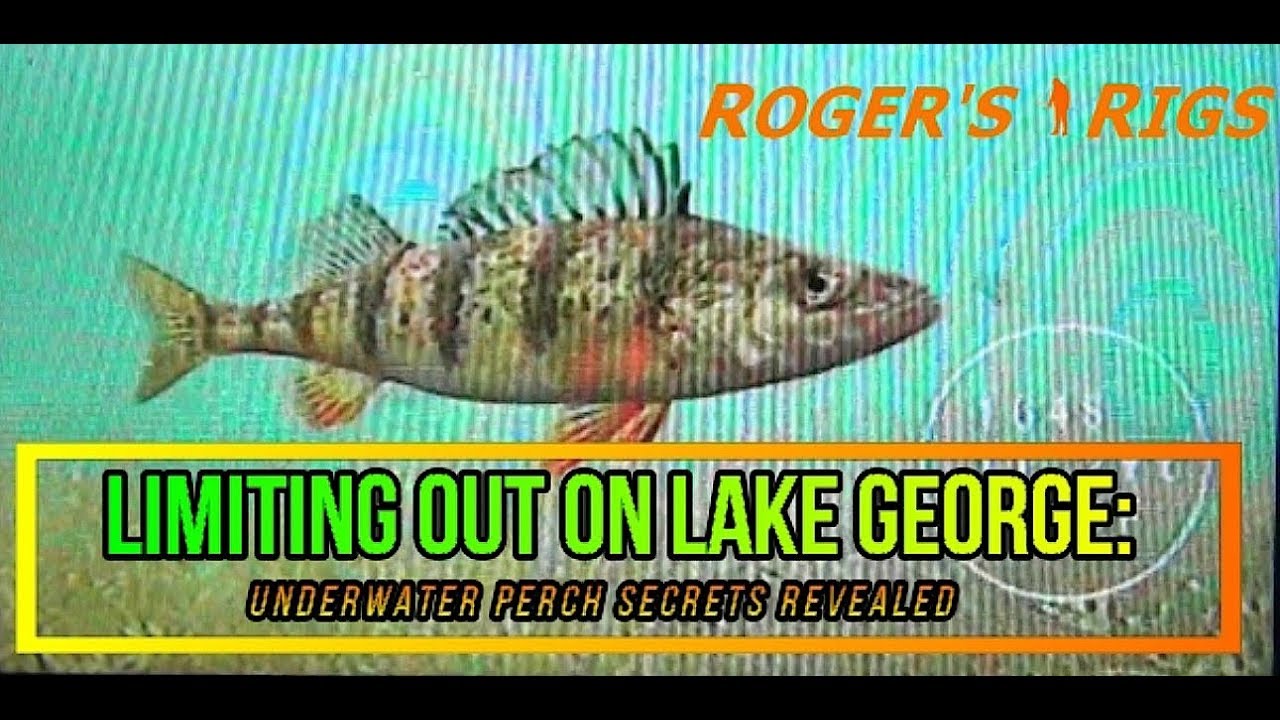 Limiting Out on Lake George: Underwater Perch Secrets Revealed