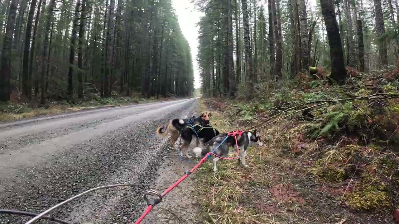 Bikejoring near the High Steel Bridge, challenges crossing under a gate and a little body check.