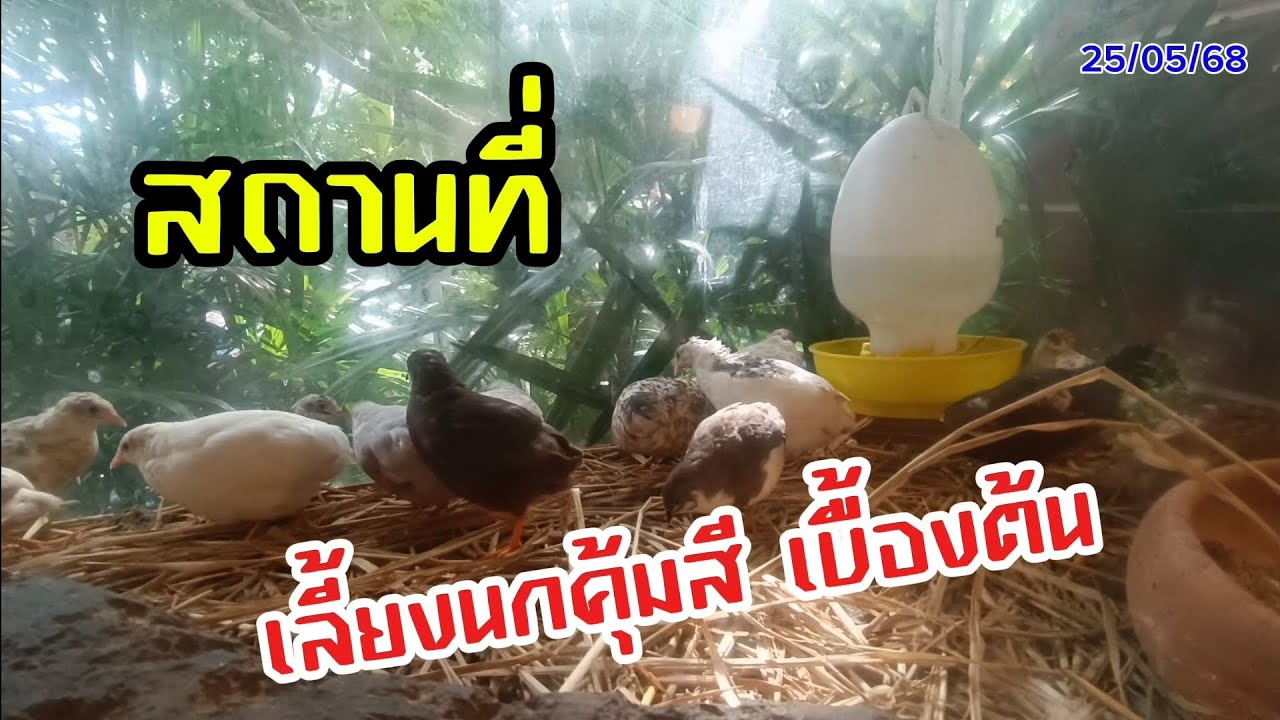 สถานที่เลี้ยง นกคุ้มสี (25/05/68) #kingquail #นกคุ่มสี #นกคุ้มสี #เลี้ยงนกคุ้มสี #กรงนกคุ้มสี