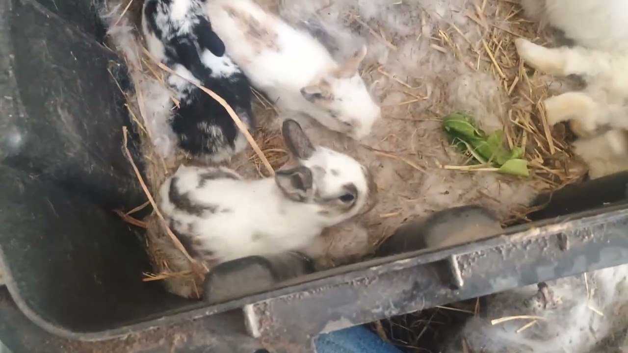 01 28 2026 Exploring lil bunnies !