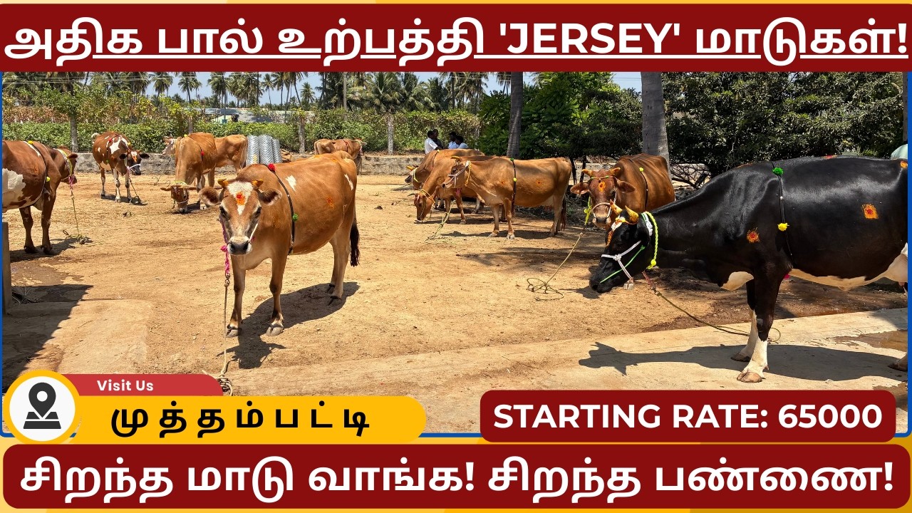 #அதிக பால் உற்பத்தி 'Jersey' மாடுகள்! #cattle #cows #cow #hf