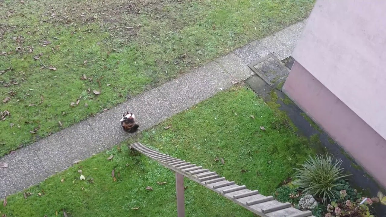 Katzentreppe von 1 Stock