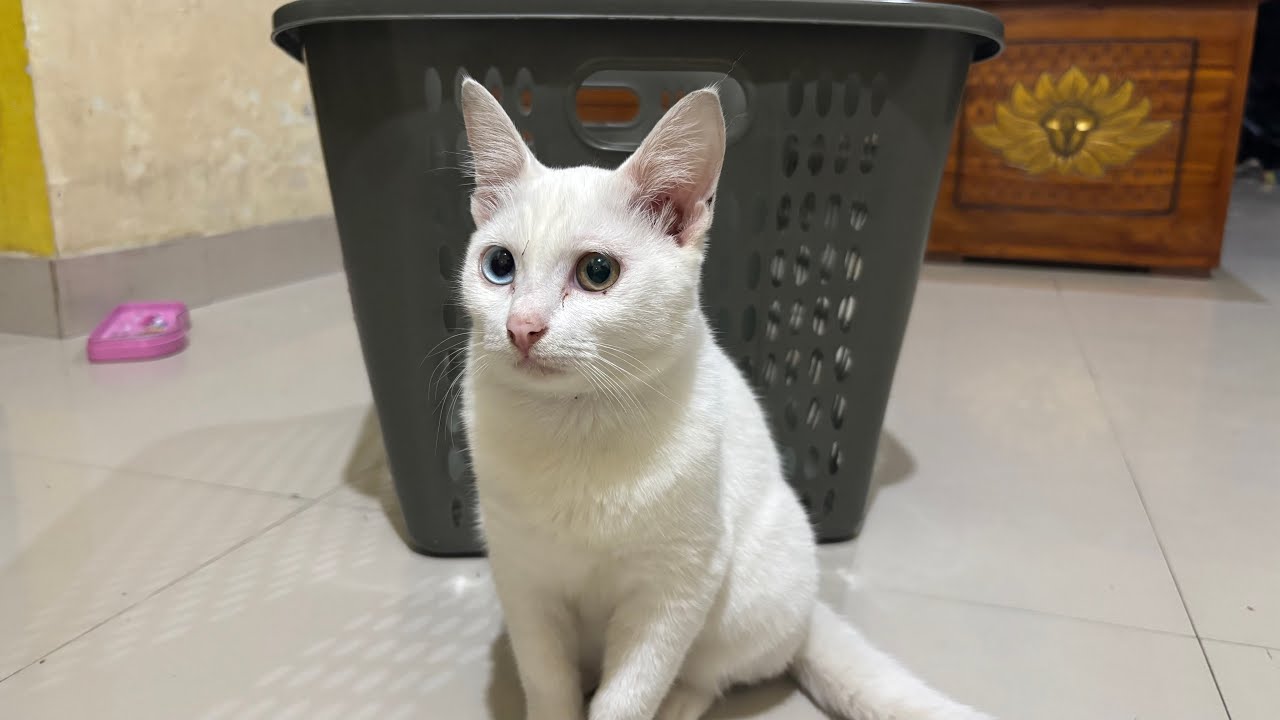 Kucing Lucu Dilatih Bermain Bersama Anak Kucing Lucu.