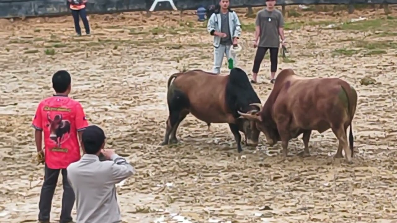 Nyuj sib dau 21/6/2025