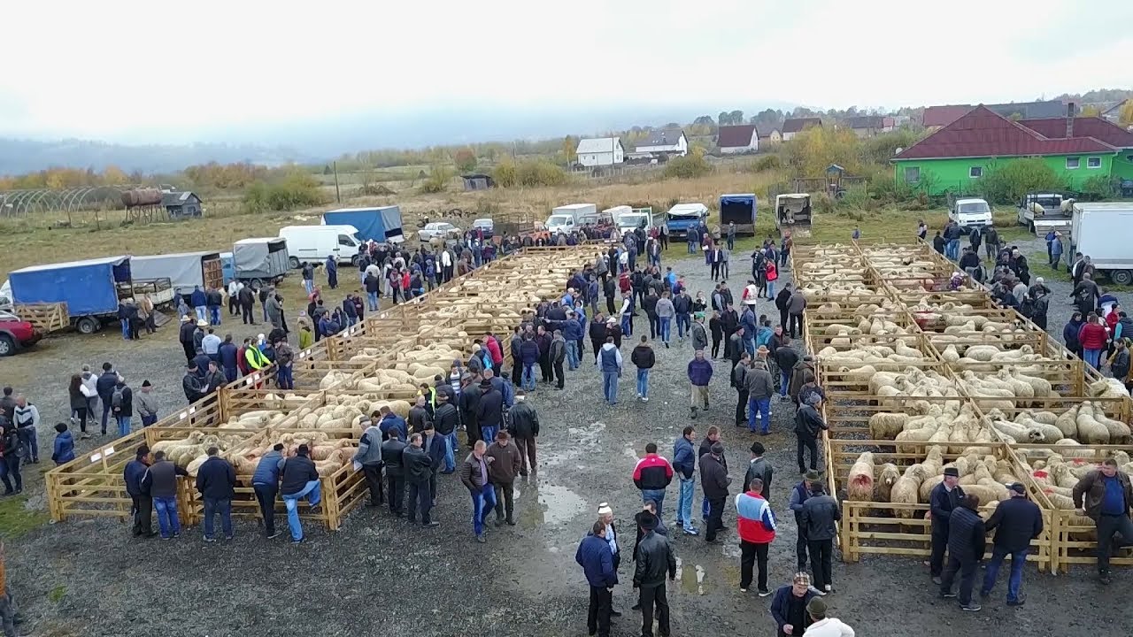 Expozitie de oi editia a XII-a Ocna Sugatag, Maramures 21 Oct. 2018