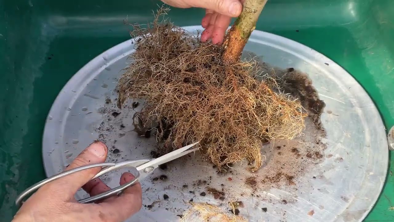 Пересаживаю свой бонсай из бирючины в горшок. 11 марта 2026 г.