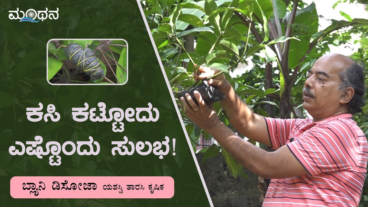 ಕಸಿ ಕಟ್ಟೋದು ಎಷ್ಟೊಂದು ಸುಲಭ! | Grafting | Terrace Garden | Blany Dsouza | Manthana | Mangaluru