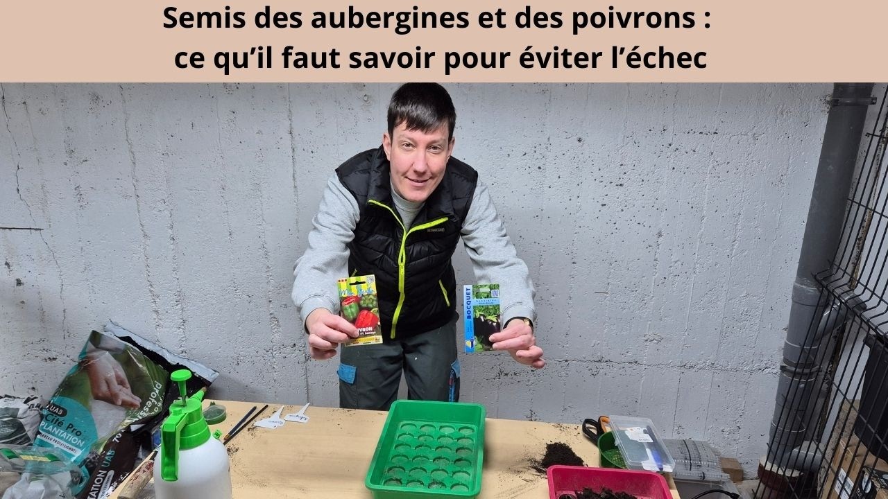 Semis des aubergines et des poivrons : ce qu’il faut savoir pour éviter l’échec