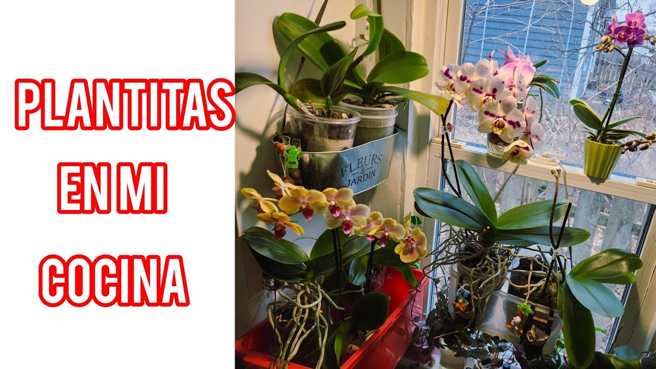 Mis plantitas que tengo en mi cocina mira que bellezas 😍 🪴🌸🌼🌸🌼