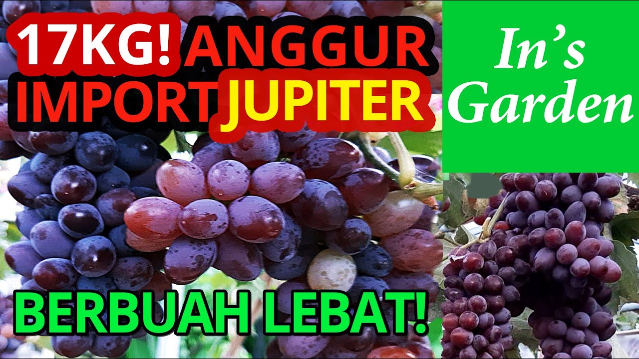 17kg! Panen Anggur Import: Anggur Jupiter Berbuah Lebat & Kualitas Super! In's Garden Bali