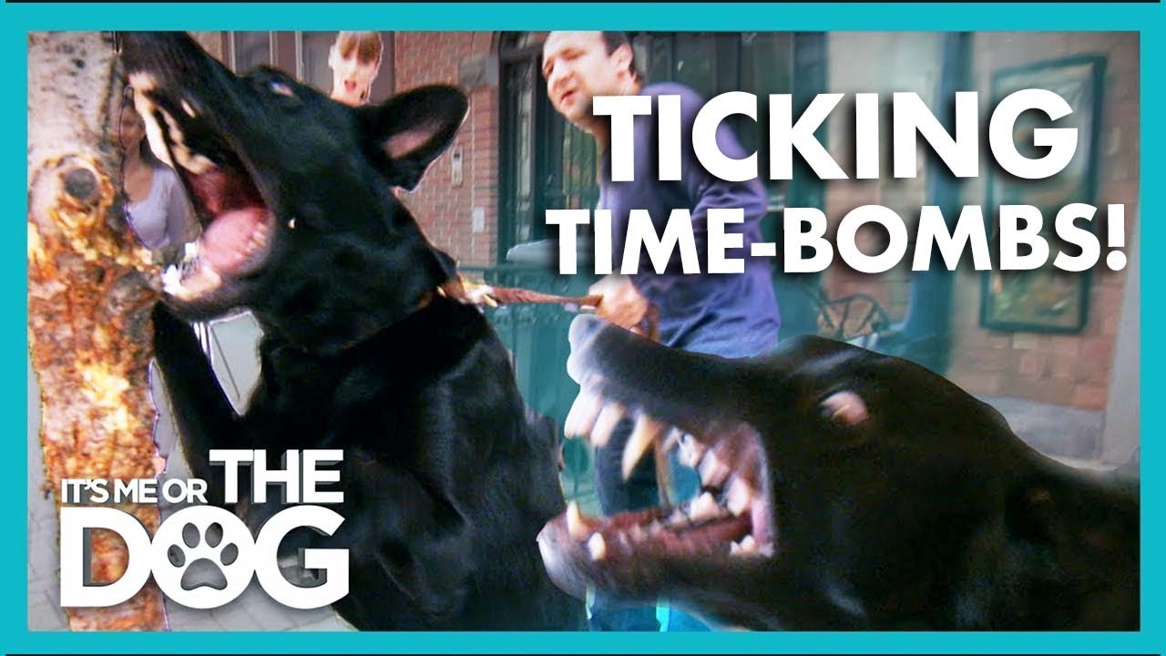 These German Shepherds Are Taught to Bite😳 | It's Me or The Dog