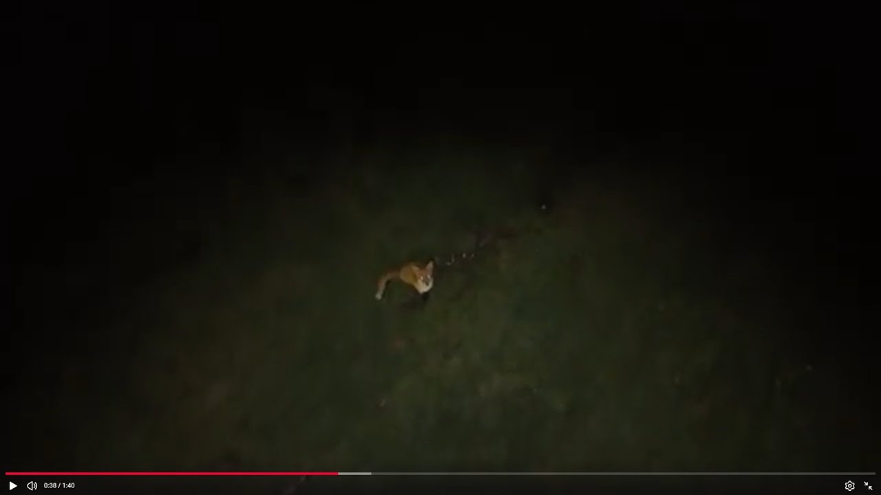 London Helicopter safari, FOX hunt