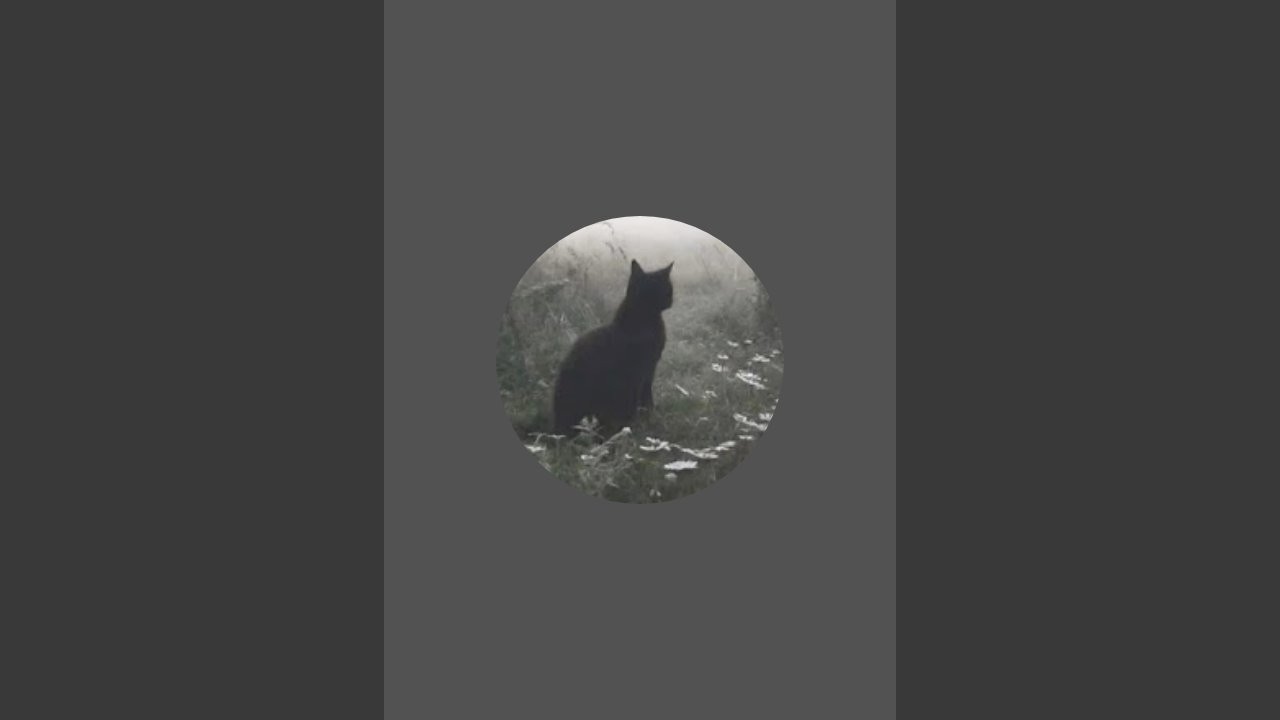 moonsatery_dragon sta trasmettendo dal vivo.