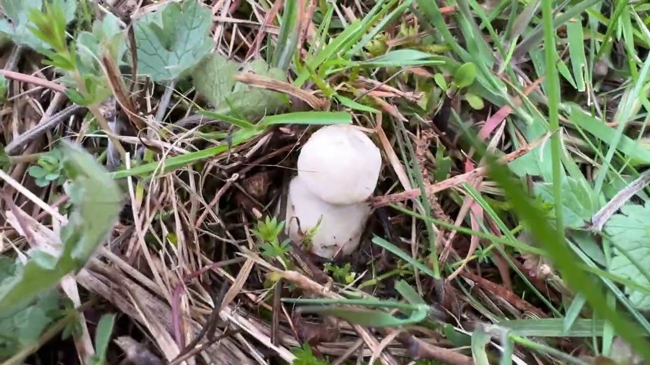 Calocybe gambosa, March 16, 2025