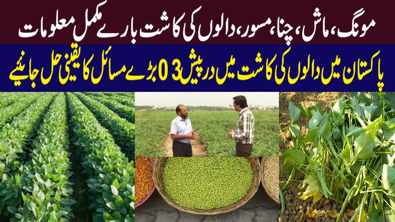 Pulses Cultivation in Pakistan | Moong Cultivation in Pakistan | Moong Ki Kasht | Pulses Farming ||