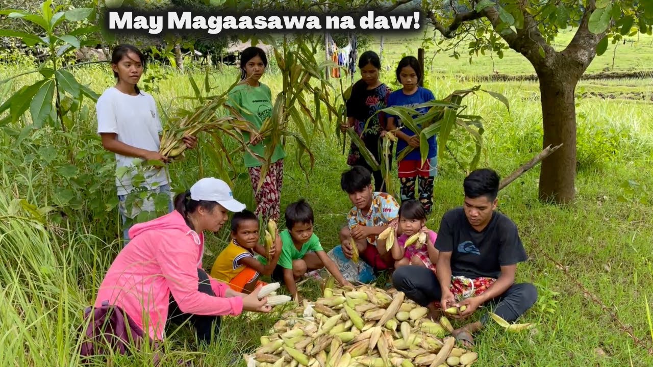 Harvest ng ating Mais na Puti sa Mayba | PAGAANI SA MAISAN NG TEAM