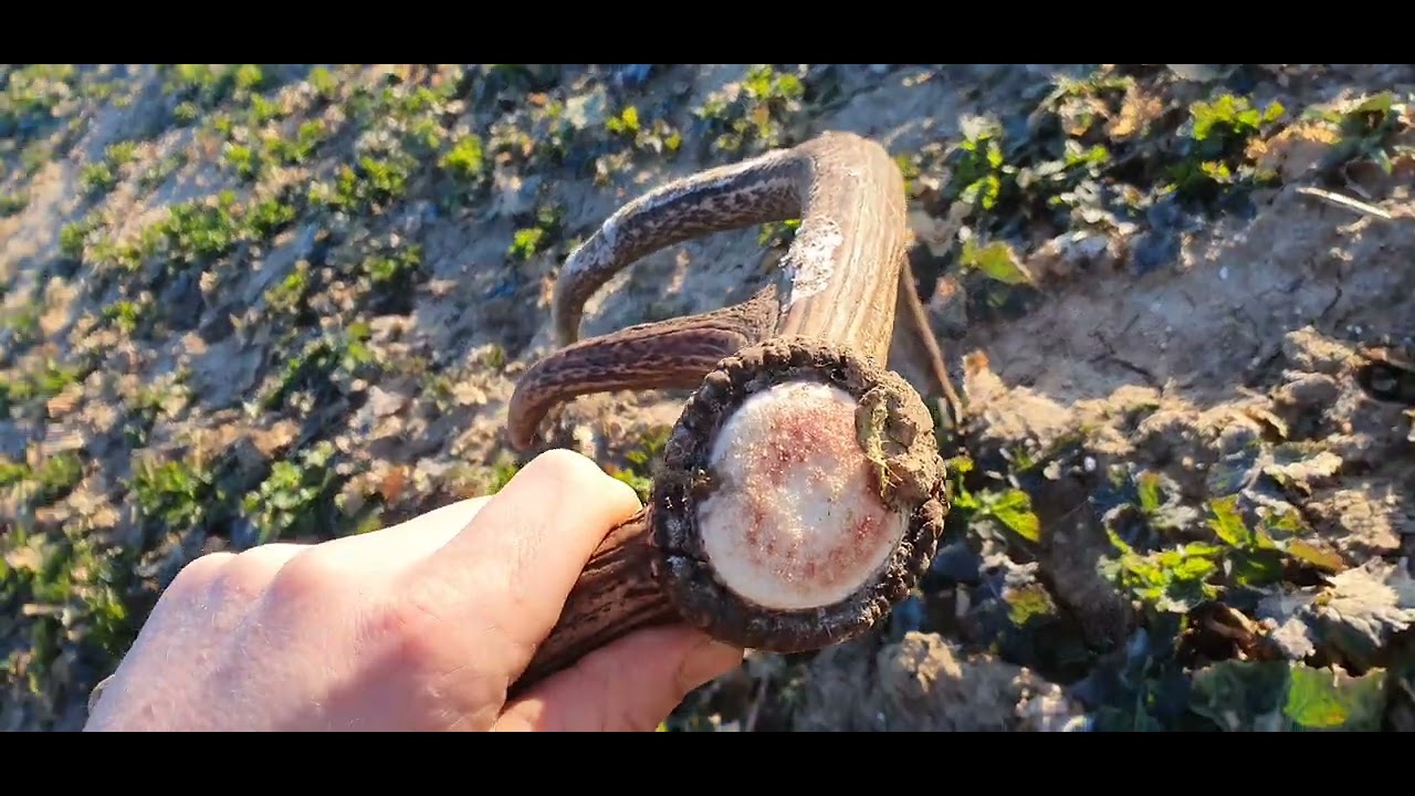 Zrzut jelenia świeży dziesiątak z pola 1.20kg.Zrzuty jeleni 2022