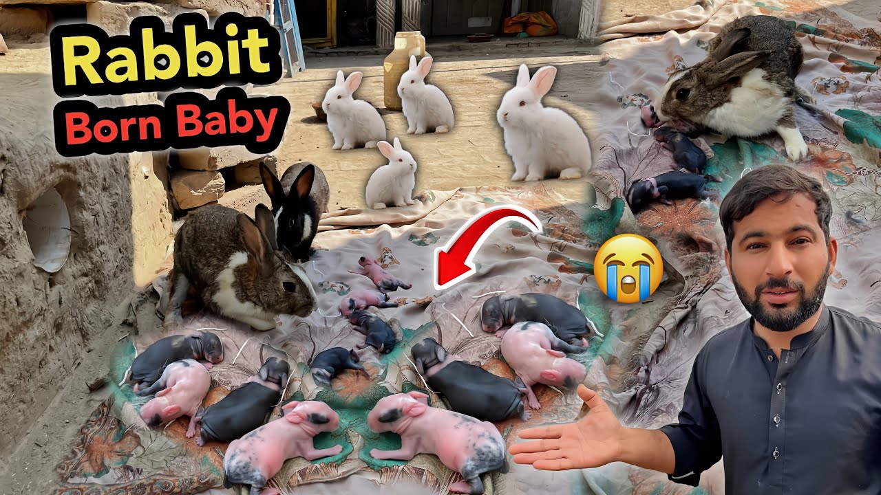 Mashallah 😍 Hamry Rabbit Nay Bachy Diye | 1 Bacha Bichrara 😭 Rabbit Farming In Village |Shazyy Vlog 