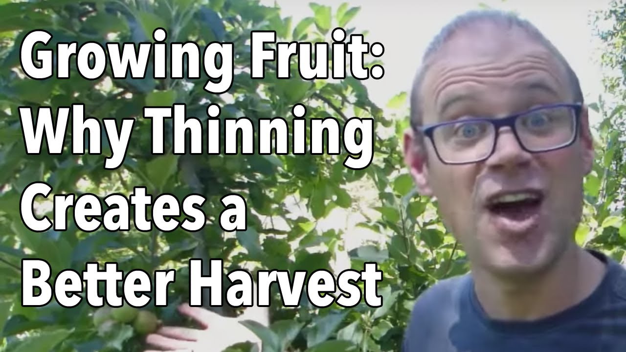 Growing Fruit - Why Thinning Creates a Better Harvest