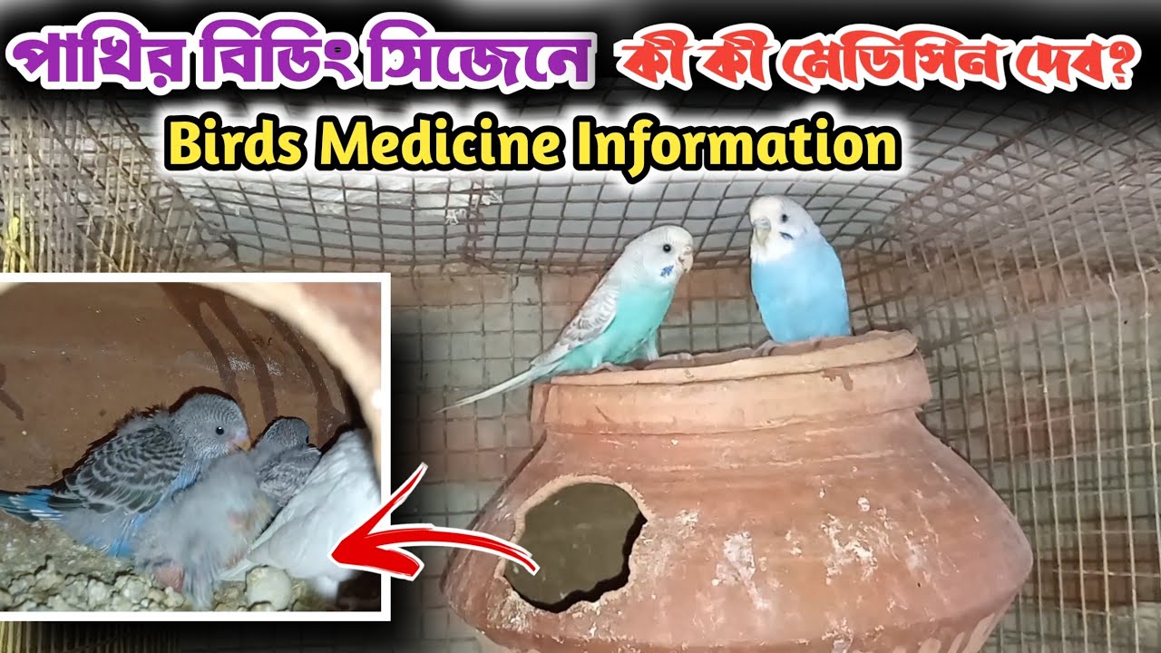 পাখির বিডিং সিজেনে কী কী মেডিসিন ব্যবহার করব?কীভাবে ব্যবহার করব?Birds Medicine Information 