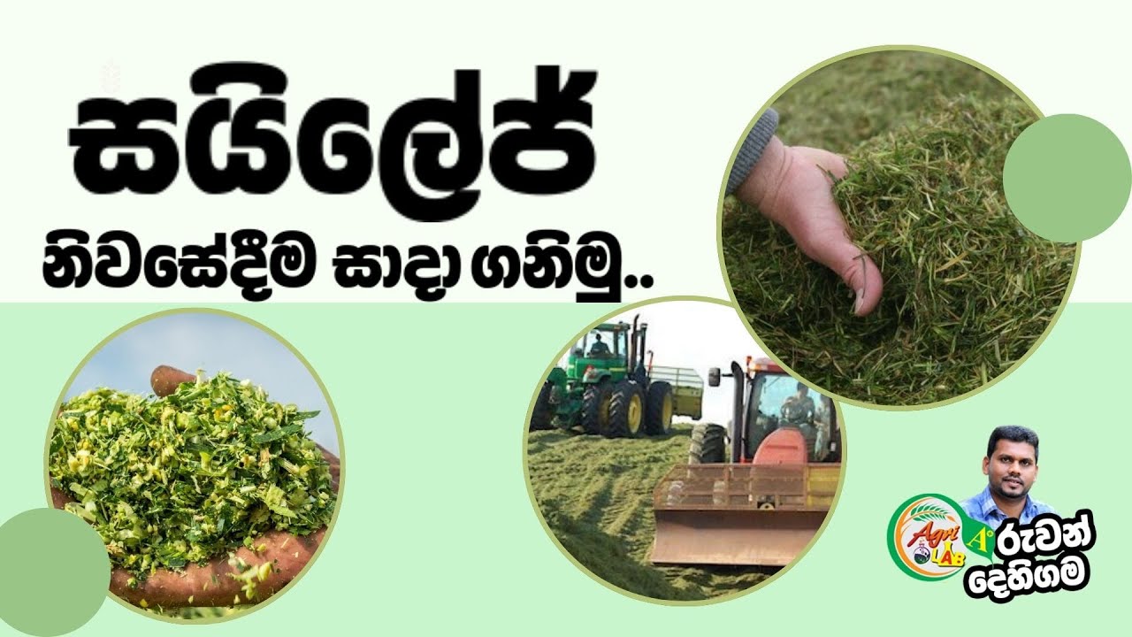 සයිලේජ් නිවසේමේදීම සදා ගනිමු - Grass conservation