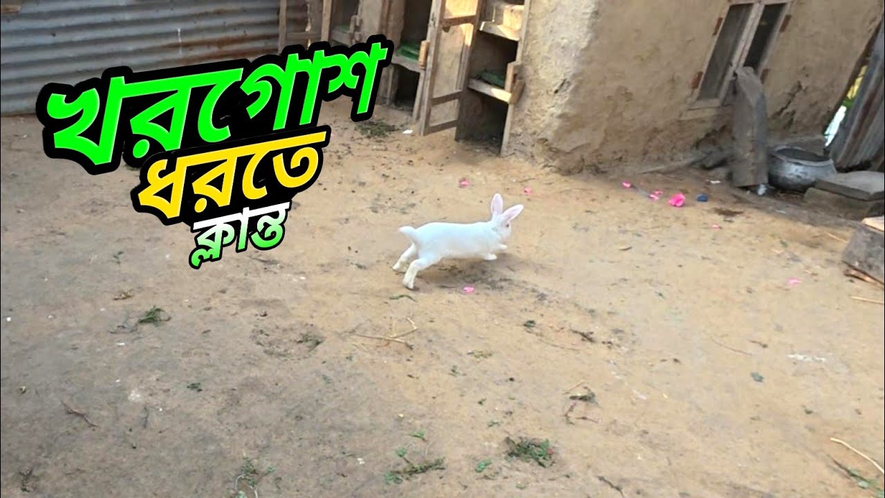 বিকেল বেলায় খরগোশ গুলোকে তাদের বাসায় তুলে দিলাম 👌
