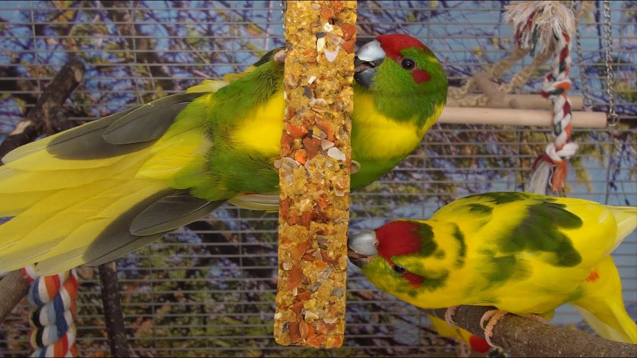 Kakariki - Delicious & FUN (2 Hours)