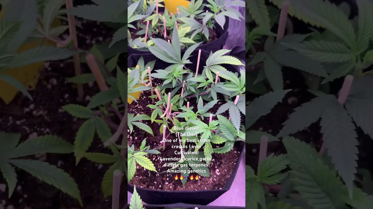 #bluediesel #420 #phenotype #rareplants #gardening #marijuanagrowers #clones #cultivation
