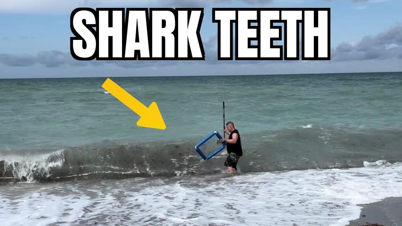 Hunting for shark teeth fossils at Venice Beach, Fl