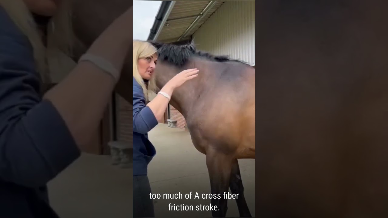Equine Massage Blood Saturation Techniques