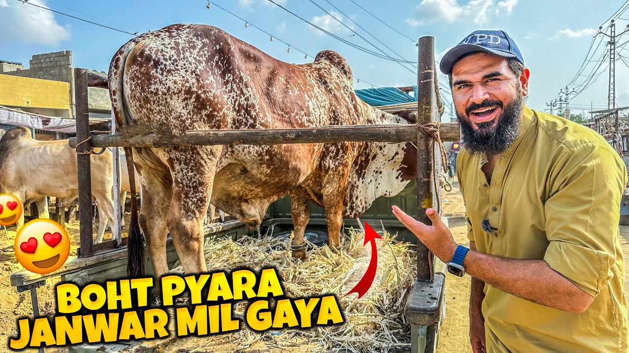 Boht hi pyara janwar mil gaya 🐂😍 Dil khush hogaya 🙂