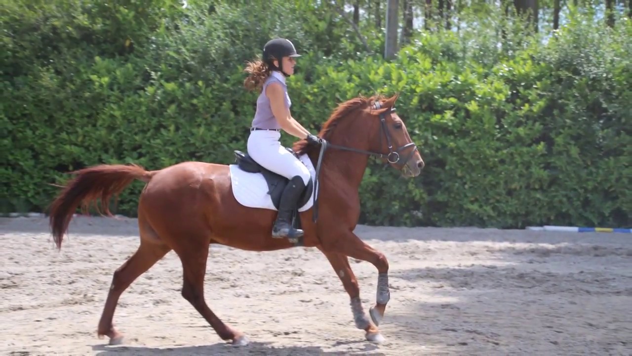 Concours de CSO au Centre Equestre Nord Is&egrave;re le 26 Juin 2016