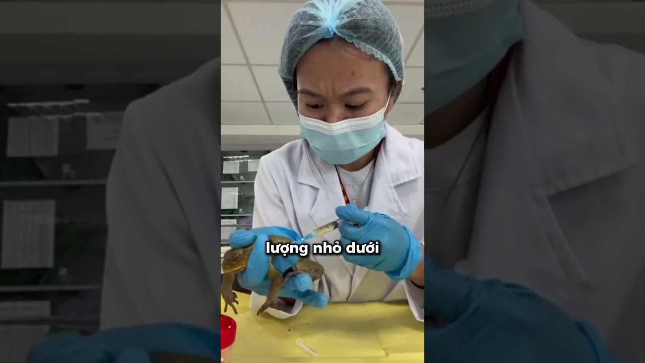 Kiểm tra có mang thai hay không bằng ếch🐸