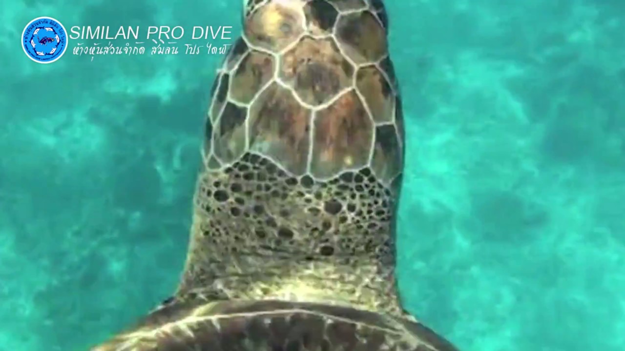 Sea Turtle at Similan Islands