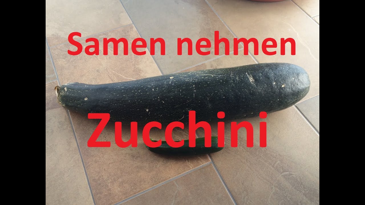 Zucchini Saatgut gewinnen (u.a. Bitterstoffe/Kreuzung vermeiden) | Samen nehmen #4