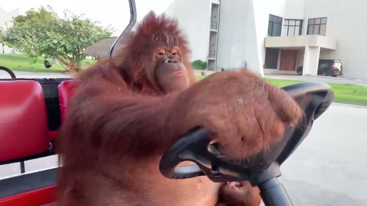 Famous orangutan driving a golf cart with FNAF ambiance sound