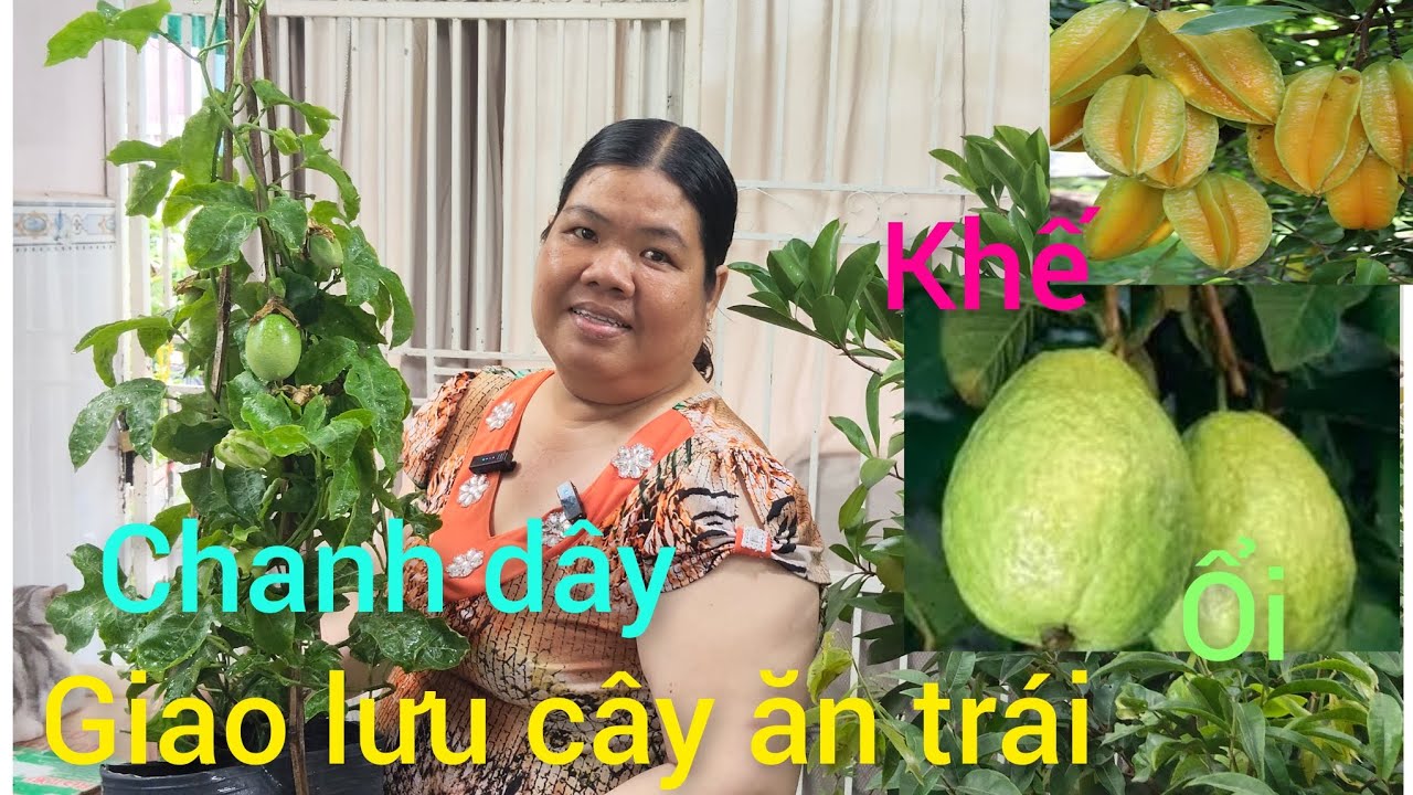 Ngày 7/3 Hồng cây giống giao lưu giá rẻ cam mỹ, vú sữa, lekima thái 