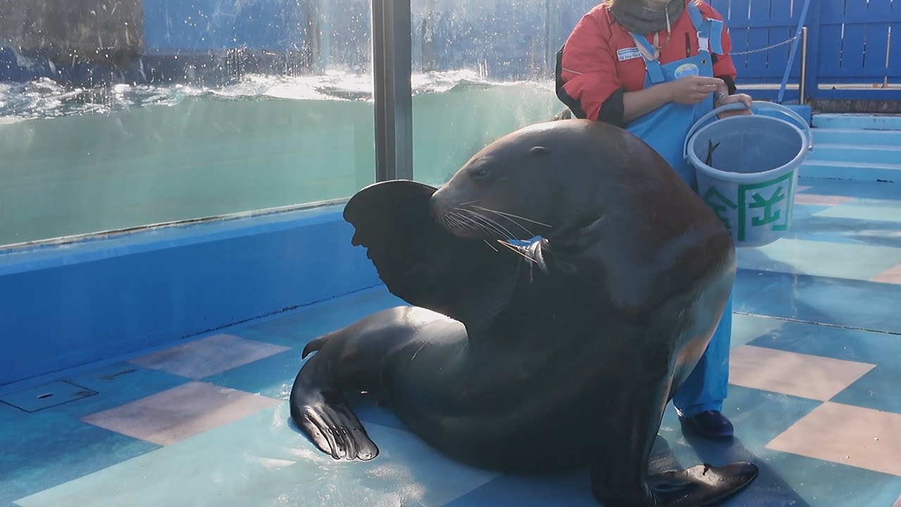 トドのお食事タイム　伊勢シーパラダイス　25.12.15
