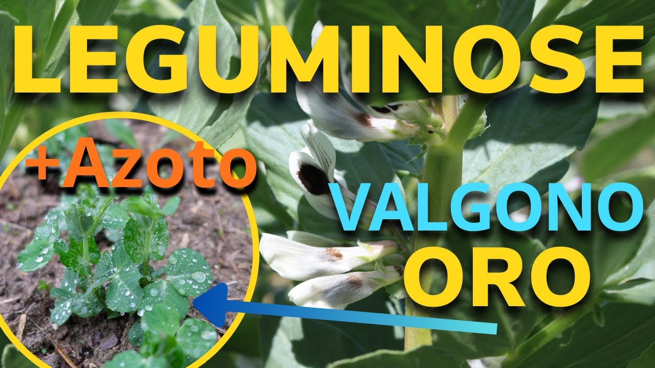 LEGUMINOSE, Fave, Piselli, Fagioli, Ceci... Tutte Piante che VALGONO ORO