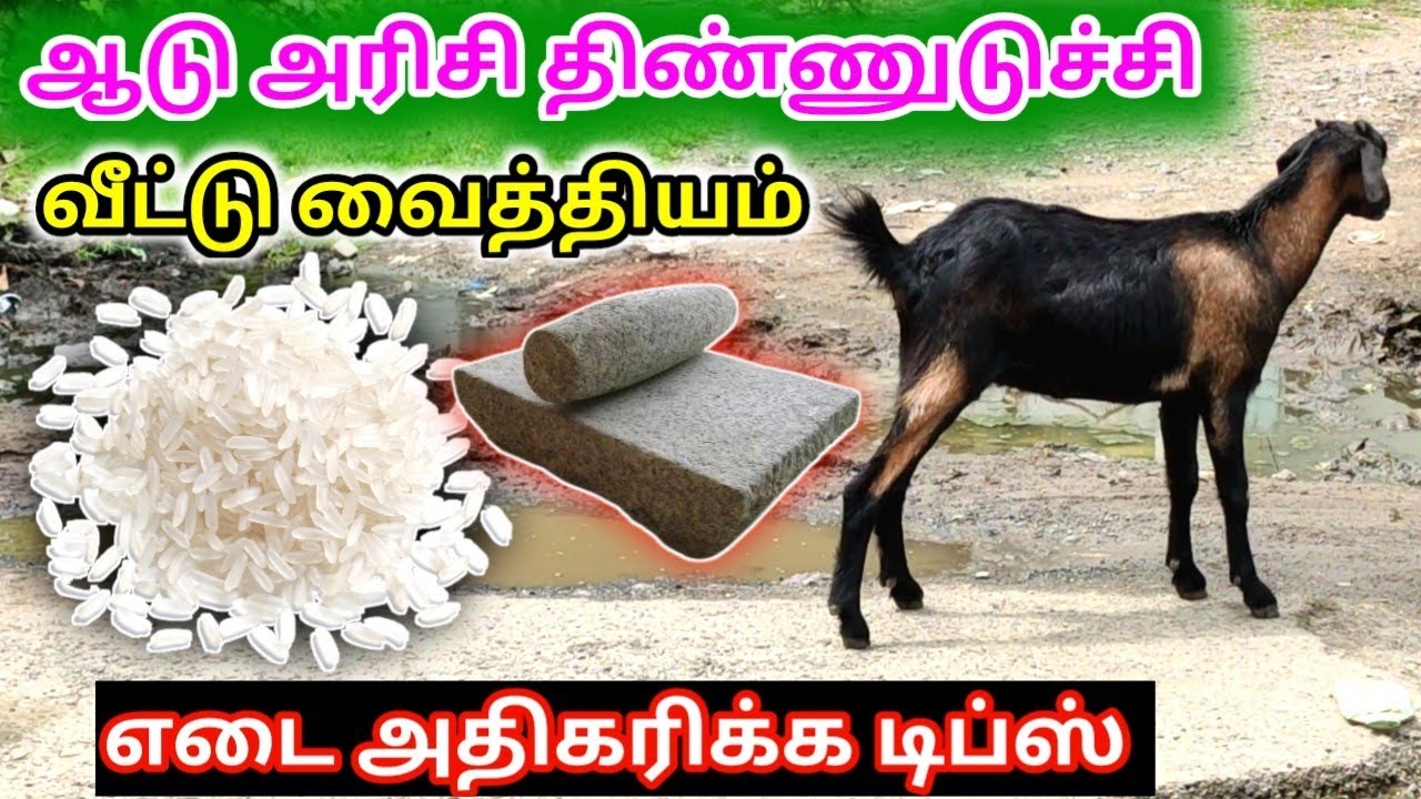 உங்க ஆடு அரிசி திண்ணுடுச்சினா உடனே இவ்வாறு செய்யுங்கள் || goat eating rice problem| #psfarmers #goat