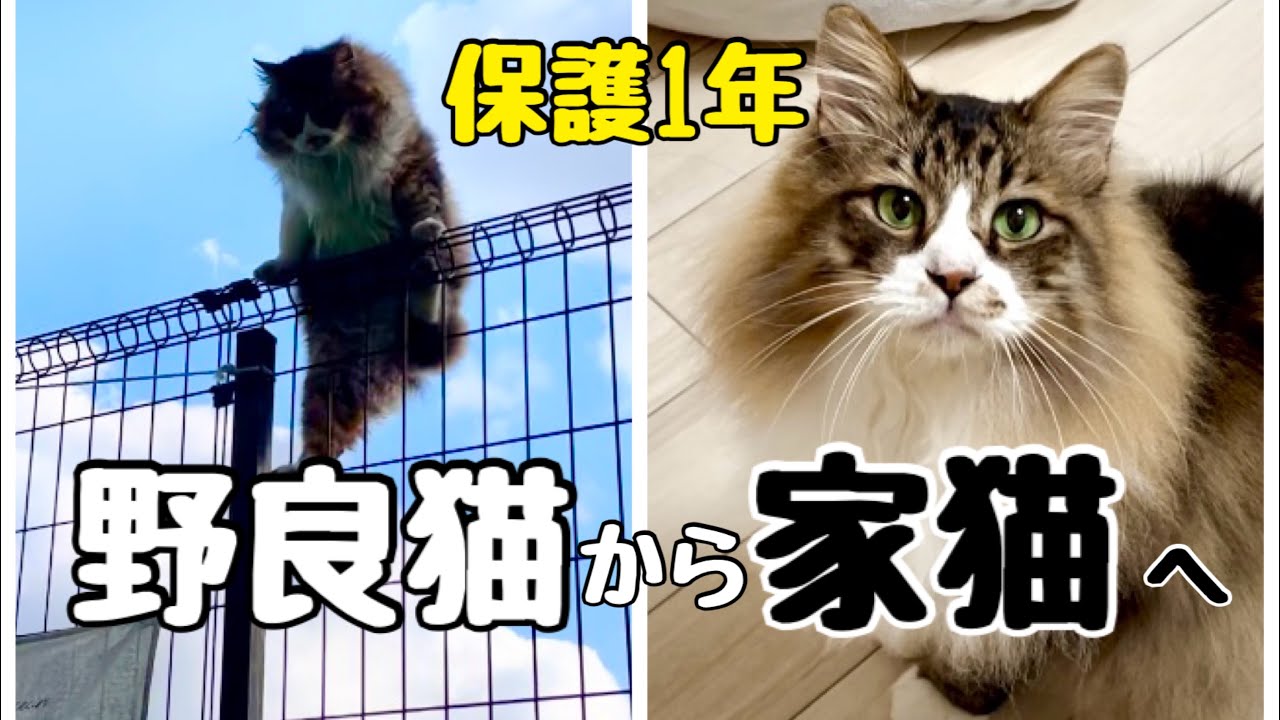 怪我をした野良猫ぽこまる保護1年の記録