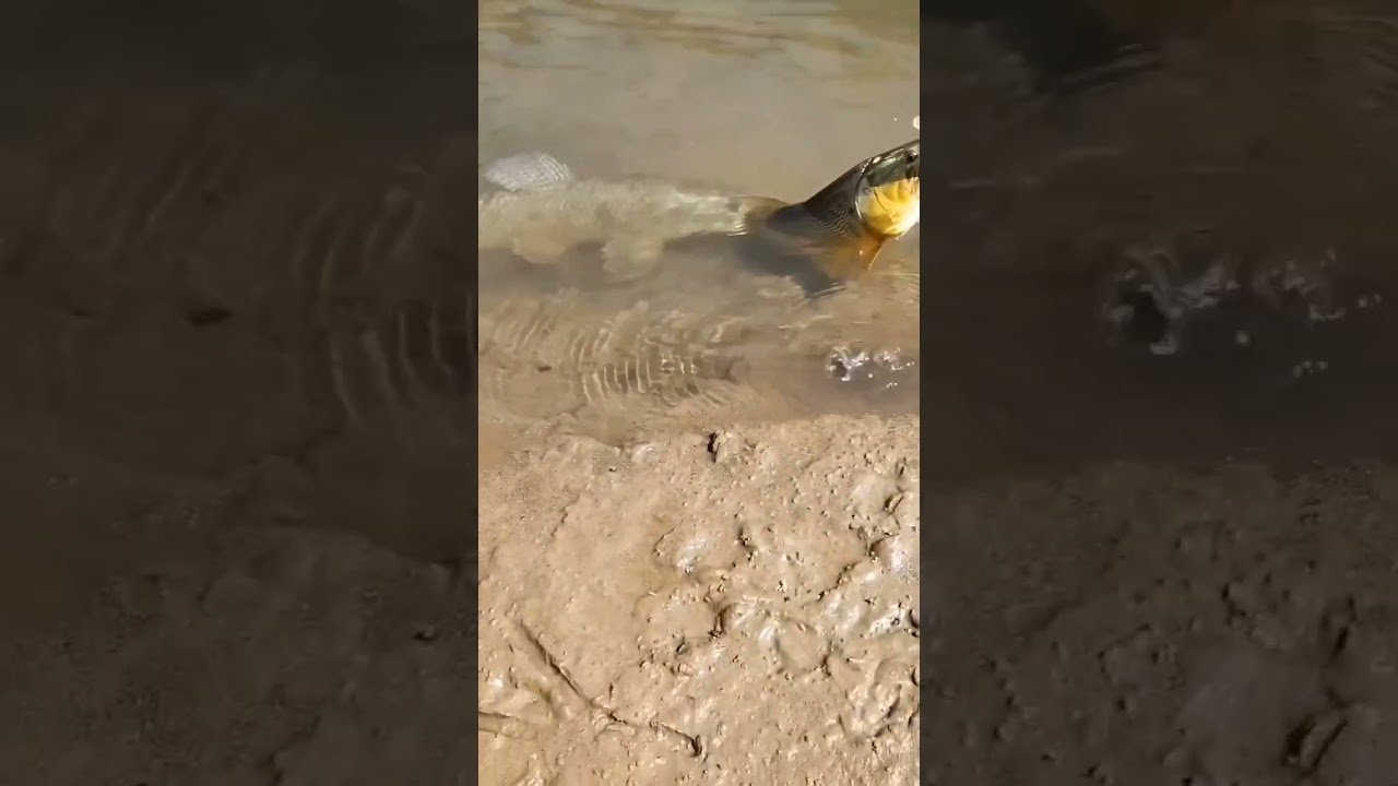 TARARIRA ENORME ATACA DORADO !!!