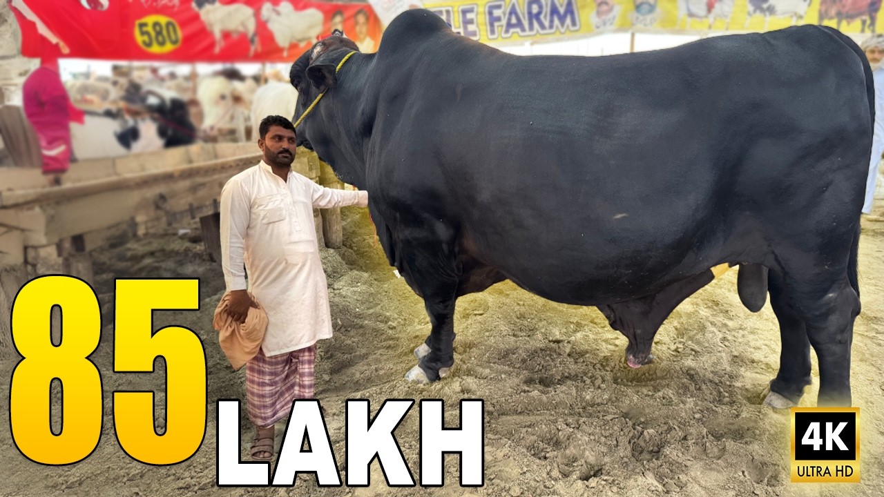 Bakra Mandi 2025 - Cheapest vs Most Expensive - Shahpur Kanjran Lahore [4K]