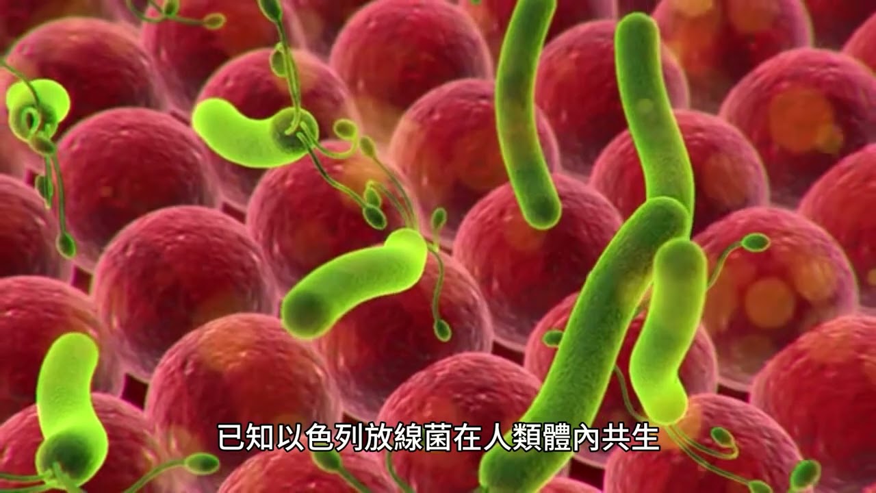 以色列放線菌：屬於放線菌屬的革蘭氏陽性桿菌，是一種機會性病原體，也是放線菌病的原因