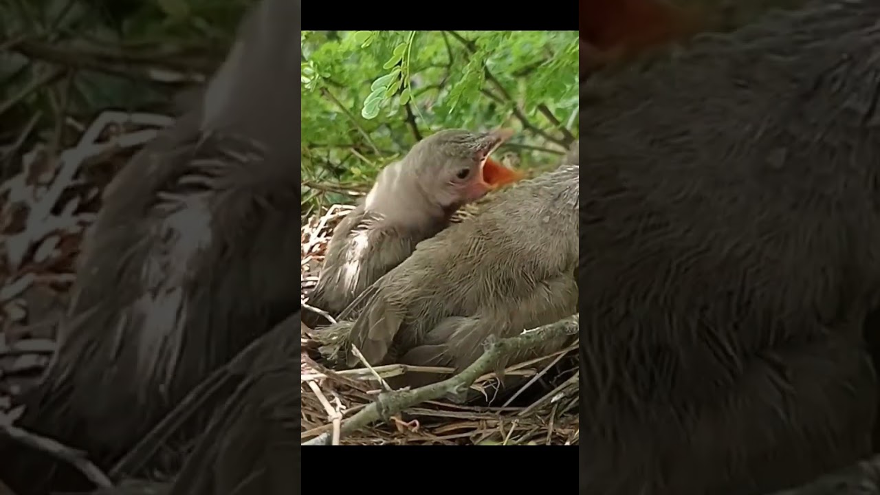 wild common birds#shorts